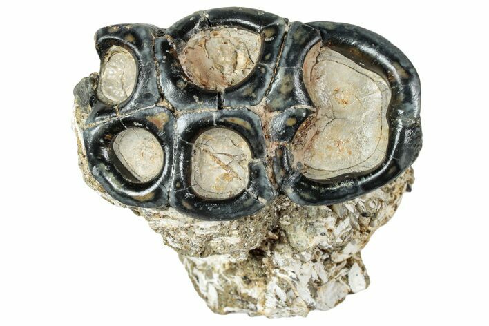 Fossil Desmostylus (Hippo-Like Animal) Molar - California #241180